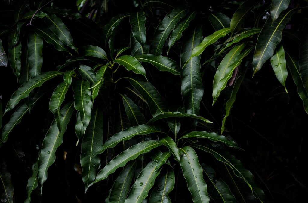 tree, leaves, mango, nature, branch, plant, growth, forest, mango, mango, mango, mango, mango